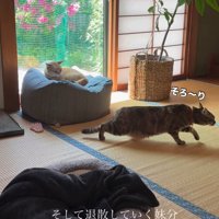 低くなって逃げる猫