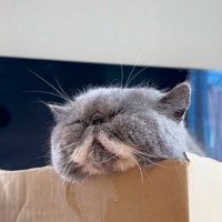 ダンボールでくつろぐ猫