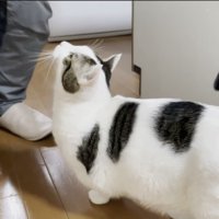 お父さんの足元へ近づく豆大福くん