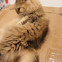 毛繕いをするペルシャ猫