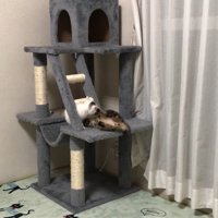 タワーでじゃれ合い
