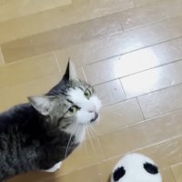 キッチンでママに向かって鳴くキジ白猫