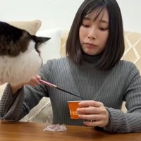 机の上にいる2匹の猫