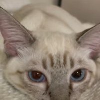 横になっている猫