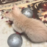 ダンベルを触る猫