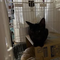 箱の上に乗る子猫