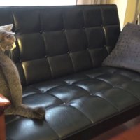 ソファに残されたハチワレ猫