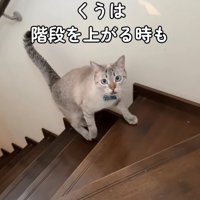 鳴きながら階段を上ってくる猫