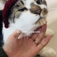 手編みニット帽をかぶってママに撫でられるキジ白猫