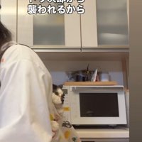 ショッピングバッグに収まる牛子ちゃん