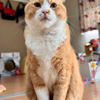 床の上に座る猫