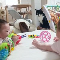 赤ちゃんと猫