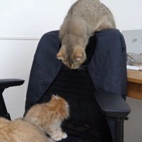 背もたれから舌を伺うちゃぼさん