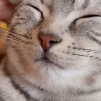 目を瞑る猫と頭をなでる人の手（この声が可愛い）