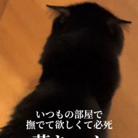 歩いている猫
