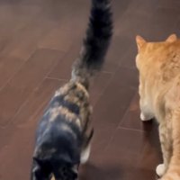 茶トラ猫の横を通り過ぎる三毛猫