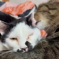 白黒猫を毛づくろいするキジトラ猫