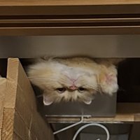 ドアの上から逆さまになって顔を出す茶色い猫