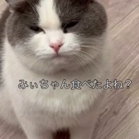 目を細める猫