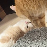 猫を毛づくろいする猫