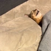 こたつで眠る猫