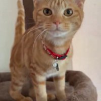 見つめる子猫