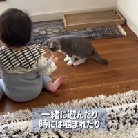 赤ちゃんと一緒に遊ぶ子猫