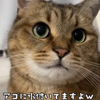 カメラ目線の猫（アゴに水ついてますよｗ）