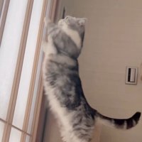 立ち上がる猫1