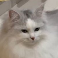 考え事をしているサイベリアンの猫