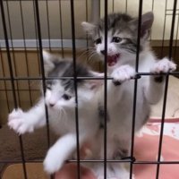 柵にしがみつく2匹の子猫