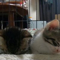 ごめん寝と傾く頭