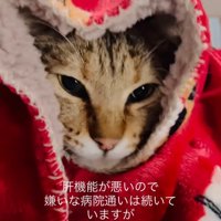毛布をかぶる猫
