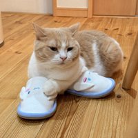 スリッパに座る猫