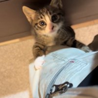 保護主の左足によじ登る子猫