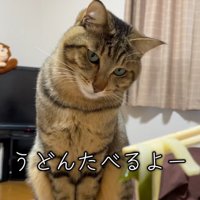 うどんを見る猫
