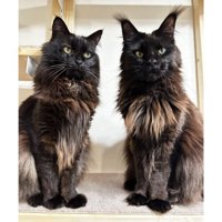 並んでいる猫たち