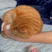 飼い主の腕に頭を乗せる猫