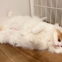 へそ天