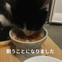 ごはんを食べる猫