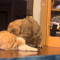 怒る猫