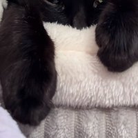 黒猫の前足のみ