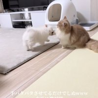 猫の右前足に甘噛みをしている犬
