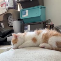 伏せの体勢でねんね