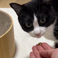 カメラ目線の猫