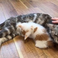 しま模様の猫のお乳を飲む茶白子猫