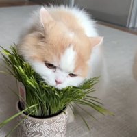 かぶりつく姿