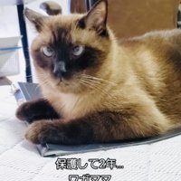 ファイルの上に乗るシャム猫