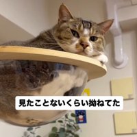 キャットタワーから飼い主を見下ろす猫
