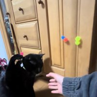 ピンクのボールがついた前足を上げている猫と飼い主の手